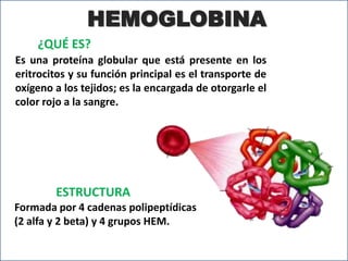 HEMOGLOBINA
Es una proteína globular que está presente en los
eritrocitos y su función principal es el transporte de
oxígeno a los tejidos; es la encargada de otorgarle el
color rojo a la sangre.
¿QUÉ ES?
ESTRUCTURA
Formada por 4 cadenas polipeptídicas
(2 alfa y 2 beta) y 4 grupos HEM.
 