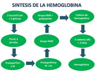 2 Succinil CoA
+ 2 glicinas
Hemoglobina
Protoporfirina
IX + Fe
Cadena de
Hemoglobina
Grupo HEM +
polipéptido
2 cadenas alfa
+ 2 beta
Protoporfirin
a IX
Pirrol; 4
pirroles Grupo HEM
SINTESIS DE LA HEMOGLOBINA
 