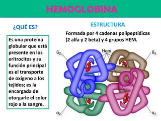 HEMOGLOBINA
Es una proteína
globular que está
presente en los
eritrocitos y su
función principal
es el transporte
de oxígeno a los
tejidos; es la
encargada de
otorgarle el color
rojo a la sangre.
ESTRUCTURA¿QUÉ ES?
Formada por 4 cadenas polipeptídicas
(2 alfa y 2 beta) y 4 grupos HEM.
 