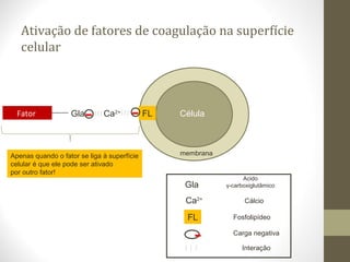 Ativação de fatores de coagulação na superfície
celular
Célula
membrana
FLCa2+Fator Gla- -
FL
-
Fosfolipídeo
Carga negativa
Interação
Ca2+
Gla
Acido
γ-carboxiglutâmico
Cálcio
Apenas quando o fator se liga à superfície
celular é que ele pode ser ativado
por outro fator!
 