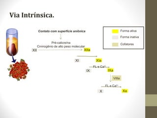 Via Intrínsica.
XII
IX
XI
X
XIIa
XIa
IXa
Contato com superfície aniônica
Pré-calicreína
Cininogênio de alto peso molecular
VIIIa
Xa
Forma ativa
Forma inativa
Cofatores
FL e Ca2+
FL e Ca2+
 