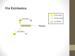 Via Extrínsica.
X
VII
Xa
Fator tecidual
VII
a
Trauma
Forma ativa
Forma inativa
Co-fatores
FL e Ca2+
FL e Ca2+
 