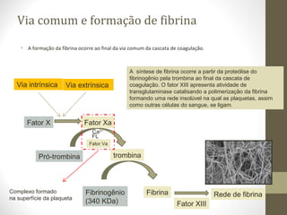 Via comum e formação de fibrina
• A formação da fibrina ocorre ao final da via comum da cascata de coagulação.
Fibrinogênio
(340 KDa)
Fibrina
Pró-trombina trombina
A síntese de fibrina ocorre a partir da proteólise do
fibrinogênio pela trombina ao final da cascata de
coagulação. O fator XIII apresenta atividade de
transglutaminase catalisando a polimerização da fibrina
formando uma rede insolúvel na qual as plaquetas, assim
como outras células do sangue, se ligam.
Ca2+
Fator X Fator Xa
Via intrínsica Via extrínsica
Rede de fibrina
FL
Fator XIII
Complexo formado
na superfície da plaqueta
Fator Va
 