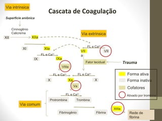 Cascata de Coagulação
XII
IX
XI
X
Protrombina
X
VII
XIIa
XIa
IXa
Xa
Via intrínsica
Superfície aniônica
Cininogênio
Calicreína
Fibrinogênio Fibrina
Trombina
Rede de
fibrina
Fator tecidual
VII
a
Trauma
Via comum
Via extrínsica
Forma ativa
Forma inativa
Ativado por trombina
Cofatores
VIIIa
Va
XIIIa
FL e Ca2+
FL e Ca2+
FL e Ca2+
FL e Ca2+
FL e Ca2+
 