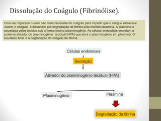 Dissolução do Coágulo (Fibrinólise).
Uma vez reparado o vaso não mais necessita do coágulo para impedir que o sangue extravase.
Assim, o coágulo é dissolvido por degradação da fibrina pela enzima plasmina. A plasmina é
secretada pelos tecidos sob a forma inativa plasminogênio. As células endoteliais secretam a
proteína ativador do plasminogênio tecidual (t-PA) que ativa o plasminogênio em plasmina. O
resultado final é a degradação do coágulo de fibrina.
Células endoteliais
Ativador do plasminogênio tecidual (t-PA)
Plasminogênio Plasmina
Degradação da fibrina
Secreção
 