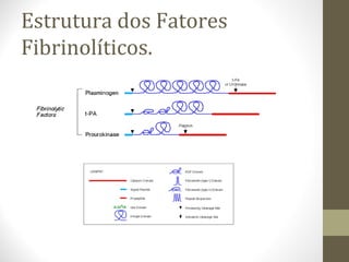 Estrutura dos Fatores
Fibrinolíticos.
 