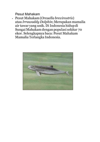 Pesut Mahakam
 Pesut Mahakam (Orcaella brevirostris)
atau Irrawaddy Dolphin;Merupakan mamalia
air tawar yang unik. Di Indonesia hidupdi
Sungai Mahakam denganpopulasi sekitar 70
ekor. Selengkapnya baca: Pesut Mahakam
Mamalia Terlangka Indonesia.
 