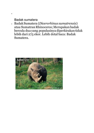 
Badak sumatera
 BadakSumatera (Dicerorhinus sumatrensis)
atau Sumatran Rhinoceros;Merupakanbadak
bercula dua yang populasinya diperkirakantidak
lebih dari 275 ekor. Lebih detal baca: Badak
Sumatera.
 