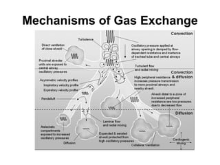 Mechanisms of Gas Exchange 