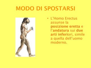 L’Homo Erectus assunse la  posizione eretta  e l’ andatura  sui  due arti inferi ori, simile a quella dell’uomo moderno. MODO   DI SPOSTARSI 