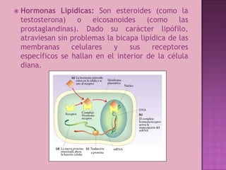    Hormonas Lipídicas: Son esteroides (como la
    testosterona)    o   eicosanoides    (como     las
    prostaglandinas). Dado su carácter lipófilo,
    atraviesan sin problemas la bicapa lipídica de las
    membranas      celulares   y    sus    receptores
    específicos se hallan en el interior de la célula
    diana.
 