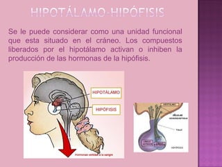 Se le puede considerar como una unidad funcional
que esta situado en el cráneo. Los compuestos
liberados por el hipotálamo activan o inhiben la
producción de las hormonas de la hipófisis.
 