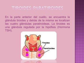 En la parte anterior del cuello, se encuentra la
glándula tiroides y detrás de la misma se localizan
las cuatro glándulas paratiroideas. La tiroides es
una glándula regulada por la hipófisis (Hormona
TSH).
 
