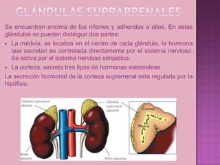Se encuentran encima de los riñones y adheridas a ellos. En estas
glándulas se pueden distinguir dos partes:
 La médula, se localiza en el centro de cada glándula, la hormona
   que secretan es controlada directamente por el sistema nervioso.
   Se activa por el sistema nervioso simpático.
 La corteza, secreta tres tipos de hormonas esteroideas.

La secreción hormonal de la corteza suprarrenal esta regulada por la
hipófisis.
 