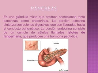 Es una glándula mixta que produce secreciones tanto
exocrinas como endocrinas. La porción exocrina
sintetiza secreciones digestivas que son liberadas hacia
el conducto pancreático. La porción endocrina consiste
de un cúmulo de células llamados islotes de
langerhans, que producen una hormona peptídica.
 