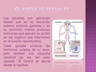Las gónadas son glándulas
mixtas que en su secreción
externa produce gametos y en
su secreción interna producen
hormonas que ejercen su acción
en los órganos que intervienen
en la función reproductora.
Cada gónada produce las
hormonas propias de su sexo,
pero también una pequeña
cantidad de las del sexo
opuesto. El control se ejerce
desde la hipófisis.
 