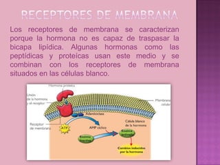 Los receptores de membrana se caracterizan
porque la hormona no es capaz de traspasar la
bicapa lipídica. Algunas hormonas como las
peptídicas y proteícas usan este medio y se
combinan con los receptores de membrana
situados en las células blanco.
 