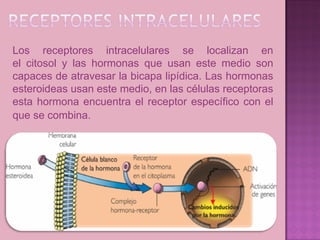 Los receptores intracelulares se localizan en
el citosol y las hormonas que usan este medio son
capaces de atravesar la bicapa lipídica. Las hormonas
esteroideas usan este medio, en las células receptoras
esta hormona encuentra el receptor específico con el
que se combina.
 