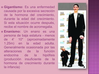  Gigantismo: Es una enfermedad
  causada por la excesiva secreción
  de la hormona del crecimiento,
  durante la edad del crecimiento.
  Si esta situación ocurre después,
  recibe el nombre de acromegalia.
 Enanismo: Un enano es una
  persona de baja estatura - menos
  de 4' 10" (aproximadamente
  1.25m) en la edad adulta.
  Generalmente ocasionada por las
  alteraciones    de    la   función
  endocrina     de    la    hipófisis
  (producción insuficiente de la
  hormona de crecimiento durante
  la infancia)
 