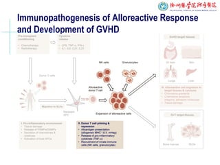 Immunopathogenesis of Alloreactive Response
and Development of GVHD
 