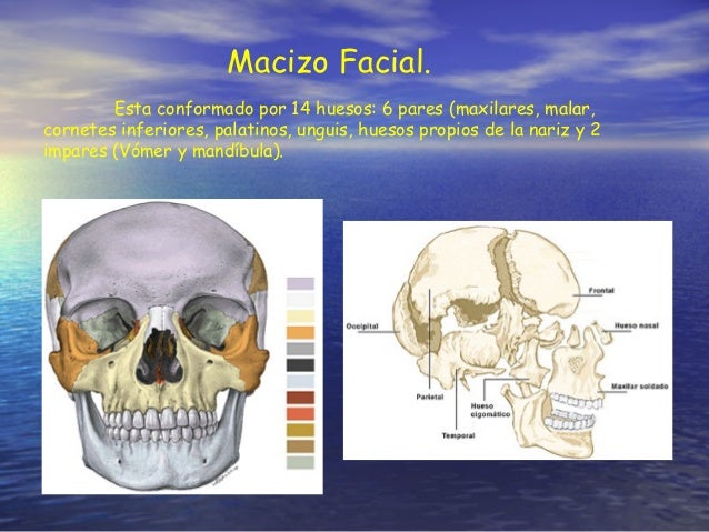 Huesos Del Craneo Y Macizo Facial es.slideshare.net