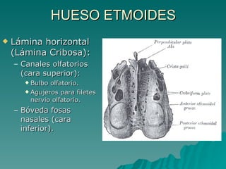 5) huesos del cráneo y de la cara | PPT