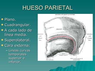 5) huesos del cráneo y de la cara | PPT