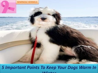 5 Important Points To Keep Your Dogs Warm In
SEMINOLE KENNELS
 