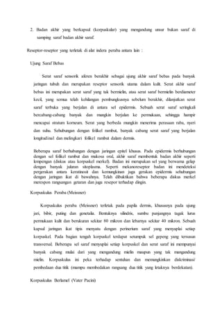 2. Badan akhir yang berkapsul (korpuskular) yang mengandung unsur bukan saraf di
samping saraf badan akhir saraf.
Reseptor-reseptor yang terletak di alat indera peraba antara lain :
Ujung Saraf Bebas
Serat saraf sensorik aferen berakhir sebagai ujung akhir saraf bebas pada banyak
jaringan tubuh dan merupakan reseptor sensorik utama dalam kulit. Serat akhir saraf
bebas ini merupakan serat saraf yang tak bermielin, atau serat saraf bermielin berdiameter
kecil, yang semua telah kehilangan pembungkusnya sebelum berakhir, dilanjutkan serat
saraf terbuka yang berjalan di antara sel epidermis. Sebuah serat saraf seringkali
bercabang-cabang banyak dan mungkin berjalan ke permukaan, sehingga hampir
mencapai stratum korneum. Serat yang berbeda mungkin menerima perasaan raba, nyeri
dan suhu. Sehubungan dengan folikel rambut, banyak cabang serat saraf yang berjalan
longitudinal dan melingkari folikel rambut dalam dermis.
Beberapa saraf berhubungan dengan jaringan epitel khusus. Pada epidermis berhubungan
dengan sel folikel rambut dan mukosa oral, akhir saraf membentuk badan akhir seperti
lempengan (diskus atau korpuskel merkel). Badan ini merupakan sel yang berwarna gelap
dengan banyak juluran sitoplasma. Seperti mekanoreseptor badan ini mendeteksi
pergerakan antara keratinosit dan kemungkinan juga gerakan epidermis sehubungan
dengan jaringan ikat di bawahnya. Telah dibuktikan bahwa beberapa diskus merkel
merespon rangsangan getaran dan juga resepor terhadap dingin.
Korpuskulus Peraba (Meissner)
Korpuskulus peraba (Meissner) terletak pada papila dermis, khususnya pada ujung
jari, bibir, puting dan genetalia. Bentuknya silindris, sumbu panjangnya tagak lurus
permukaan kulit dan berukuran sekitar 80 mikron dan lebarnya sekitar 40 mikron. Sebuah
kapsul jaringan ikat tipis menyatu dengan perinerium saraf yang menyuplai setiap
korpuskel. Pada bagian tengah korpuskel terdapat setumpuk sel gepeng yang tersusun
transversal. Beberapa sel saraf menyuplai setiap korpuskel dan serat saraf ini mempunyai
banyak cabang mulai dari yang mengandung mielin maupun yang tak mangandung
mielin. Korpuskulus ini peka terhadap sentuhan dan memungkinkan diskriminasi/
pembedaan dua titik (mampu membedakan rangsang dua titik yang letaknya berdekatan).
Korpuskulus Berlamel (Vater Pacini)
 