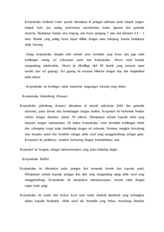 Korpuskulus berlamel (vater pacini) ditemukan di jaringan subkutan pada telapak tangan,
telapak kaki, jari, puting, periosteum, mesenterium, tendo, ligamen dan genetalia
eksterna. Bentuknya bundar atau lonjong, dan besar (panjang 2 mm, dan diameter 0,5 – 1
mm). Bentuk yang paling besar dapat dilihat dengan mata telanjang, karena bentuknya
mirip bawang.
Setiap korpuskulus disuplai oleh sebuah serat bermielin yang besar dan juga telah
kehilangan sarung sel schwannya pada tepi korpuskulus. Akson saraf banyak
mengandung mitokondria. Akson ini dikelilingi oleh 60 lamela yang tersusun rapat
(terdiri dari sel gepeng). Sel gepeng ini tersusun bilateral dengan dua alur longitudinal
pada sisinya.
Korpuskulus ini berfungsi untuk menerima rangsangan tekanan yang dalam.
Korpuskulus Gelembung (Krause)
Korpuskulus gelembung (krause) ditemukan di daerah mukokutis (bibir dan genetalia
eksterna), pada dermis dan berhubungan dengan rambut. Korpuskel ini berbentuk bundar
(sferis) dengan diameter sekitar 50 mikron. Mempunyai sebuah kapsula tebal yang
menyatu dengan endoneurium. Di dalam korpuskulus, serat bermielin kehilangan mielin
dan cabangnya tetapi tetap diselubungi dengan sel schwann. Seratnya mungkin bercabang
atau berjalan spiral dan berakhir sebagai akhir saraf yang menggelembung sebagai gada.
Korpuskel ini jumlahnya semakin berkurang dengan bertambahnya usia.
Korpuskel ini berguna sebagai mekanoreseptor yang peka terhadap dingin.
Korpuskulus Ruffini
Korpuskulus ini ditemukan pada jaringan ikat termasuk dermis dan kapsula sendi.
Mempunyai sebuah kapsula jaringan ikat tipis yang mengandung ujung akhir saraf yang
menggelembung. Korpuskulus ini merupakan mekanoreseptor, karena mirip dengan
organ tendo golgi.
Korpuskulus ini terdiri dari berkas kecil serat tendo (fasikuli intrafusal) yang terbungkus
dalam kapsula berlamela. Akhir saraf tak bermielin yang bebas, bercabang disekitar
 