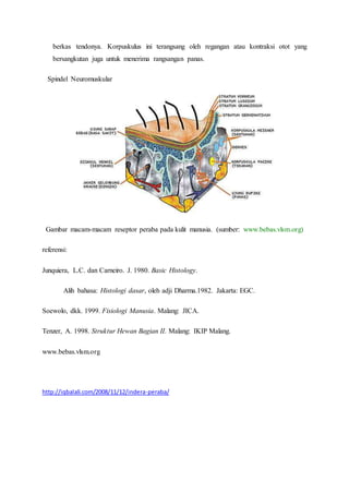 berkas tendonya. Korpuskulus ini terangsang oleh regangan atau kontraksi otot yang
bersangkutan juga untuk menerima rangsangan panas.
Spindel Neuromuskular
Gambar macam-macam reseptor peraba pada kulit manusia. (sumber: www.bebas.vlsm.org)
referensi:
Junquiera, L.C. dan Carneiro. J. 1980. Basic Histology.
Alih bahasa: Histologi dasar, oleh adji Dharma.1982. Jakarta: EGC.
Soewolo, dkk. 1999. Fisiologi Manusia. Malang: JICA.
Tenzer, A. 1998. Struktur Hewan Bagian II. Malang: IKIP Malang.
www.bebas.vlsm.org
http://iqbalali.com/2008/11/12/indera-peraba/
 