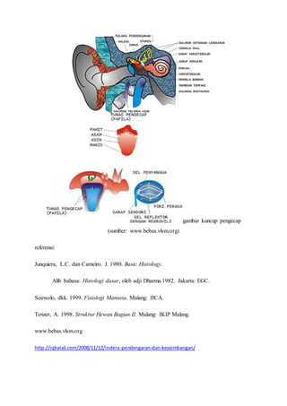 gambar kuncup pengecap
(sumber: www.bebas.vlsm.org)
referensi:
Junquiera, L.C. dan Carneiro. J. 1980. Basic Histology.
Alih bahasa: Histologi dasar, oleh adji Dharma.1982. Jakarta: EGC.
Soewolo, dkk. 1999. Fisiologi Manusia. Malang: JICA.
Tenzer, A. 1998. Struktur Hewan Bagian II. Malang: IKIP Malang.
www.bebas.vlsm.org
http://iqbalali.com/2008/11/12/indera-pendengaran-dan-keseimbangan/
 