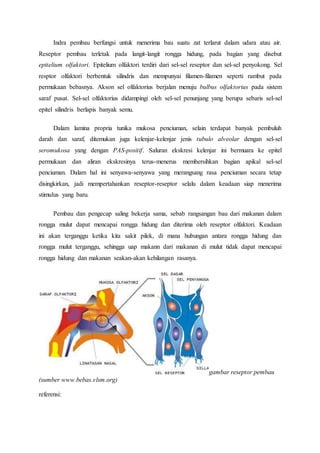 Indra pembau berfungsi untuk menerima bau suatu zat terlarut dalam udara atau air.
Reseptor pembau terletak pada langit-langit rongga hidung, pada bagian yang disebut
epitelium olfaktori. Epitelium olfaktori terdiri dari sel-sel reseptor dan sel-sel penyokong. Sel
resptor olfaktori berbentuk silindris dan mempunyai filamen-filamen seperti rambut pada
permukaan bebasnya. Akson sel olfaktorius berjalan menuju bulbus olfaktorius pada sistem
saraf pusat. Sel-sel olfaktorius didampingi oleh sel-sel penunjang yang berupa sebaris sel-sel
epitel silindris berlapis banyak semu.
Dalam lamina propria tunika mukosa penciuman, selain terdapat banyak pembuluh
darah dan saraf, ditemukan juga kelenjar-kelenjar jenis tubulo alveolar dengan sel-sel
seromukosa yang dengan PAS-positif. Saluran ekskresi kelenjar ini bermuara ke epitel
permukaan dan aliran ekskresinya terus-menerus membersihkan bagian apikal sel-sel
penciuman. Dalam hal ini senyawa-senyawa yang merangsang rasa penciuman secara tetap
disingkirkan, jadi mempertahankan reseptor-reseptor selalu dalam keadaan siap menerima
stimulus yang baru.
Pembau dan pengecap saling bekerja sama, sebab rangsangan bau dari makanan dalam
rongga mulut dapat mencapai rongga hidung dan diterima oleh reseptor olfaktori. Keadaan
ini akan terganggu ketika kita sakit pilek, di mana hubungan antara rongga hidung dan
rongga mulut terganggu, sehingga uap makann dari makanan di mulut tidak dapat mencapai
rongga hidung dan makanan seakan-akan kehilangan rasanya.
gambar reseptor pembau
(sumber www.bebas.vlsm.org)
referensi:
 
