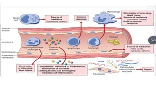 Comprehensive Overview of Inflammation: Mechanisms, Types, and Cellular ...