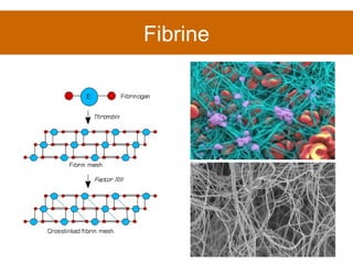 Fibrine 