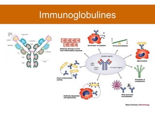 Immunoglobulines 