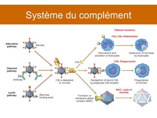 Système du complément 