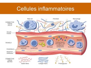 Cellules inflammatoires 