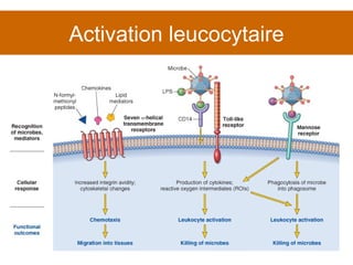 Activation leucocytaire 