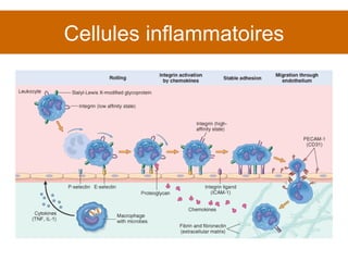 Cellules inflammatoires 