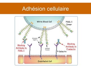 Adhésion cellulaire 