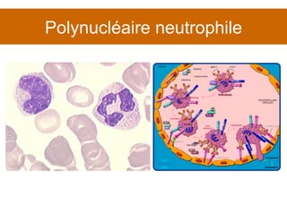 Polynucléaire neutrophile 