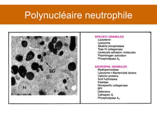 Polynucléaire neutrophile 