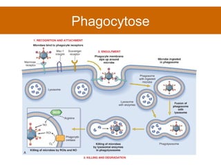 Phagocytose 