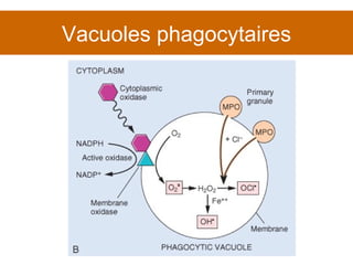 Vacuoles phagocytaires 