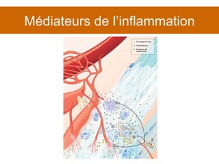 Médiateurs de l’inflammation 