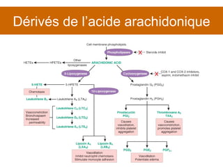 Dérivés de l’acide arachidonique 