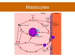 Mastocytes 