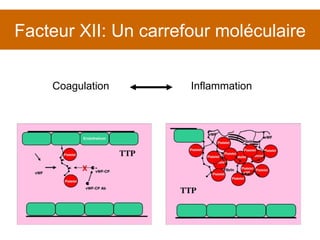 Facteur XII: Un carrefour moléculaire Coagulation Inflammation 