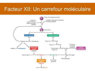 Facteur XII: Un carrefour moléculaire 
